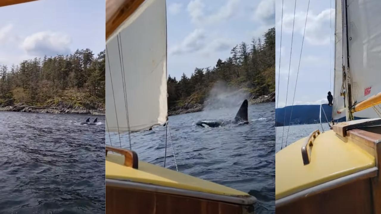 VIDEO: Orcas Swim Next To Antique Sailboat