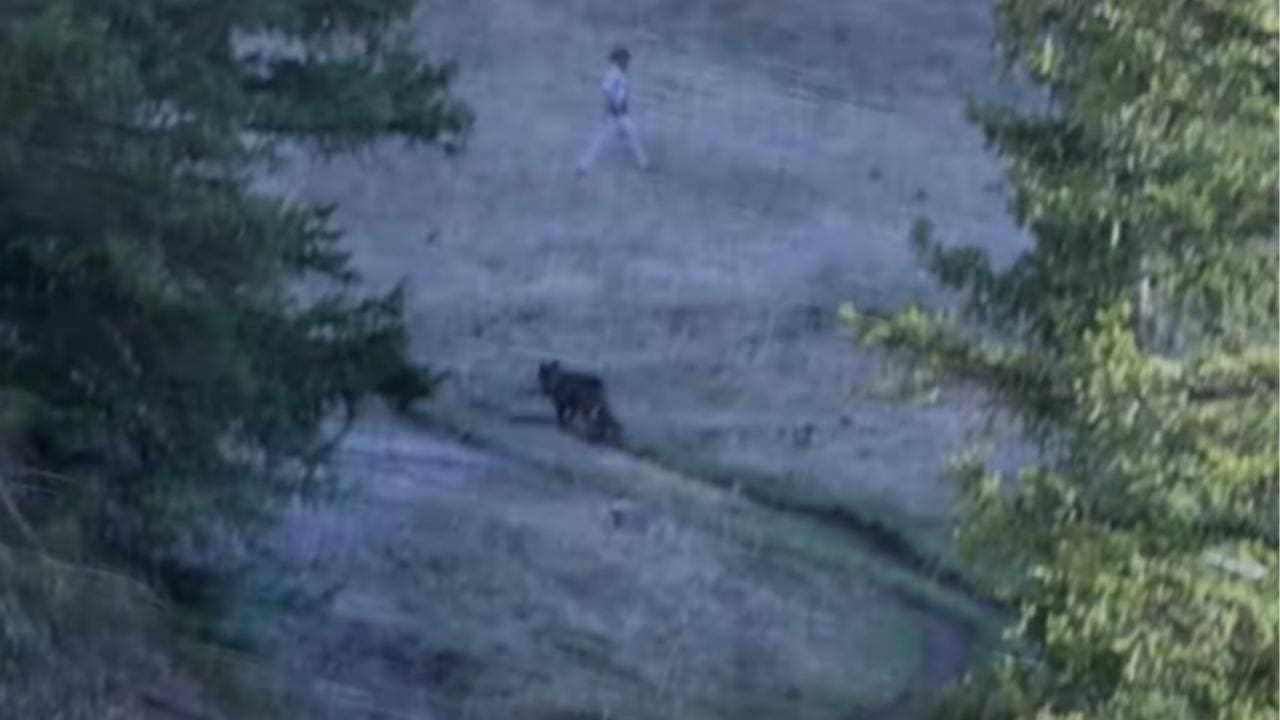 What To Do If You Encounter A Wolf In Yellowstone (Watch)