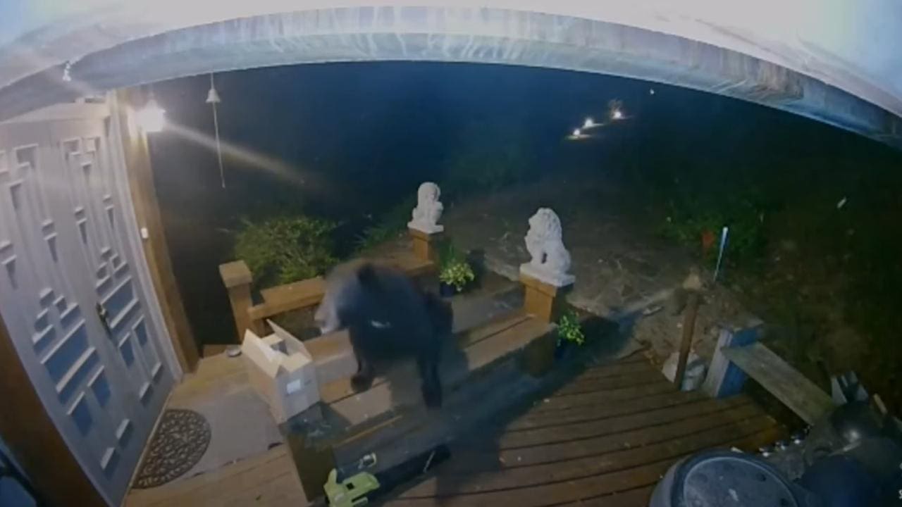 WATCH: Dog Narrowly Escapes Charging Mama Bear