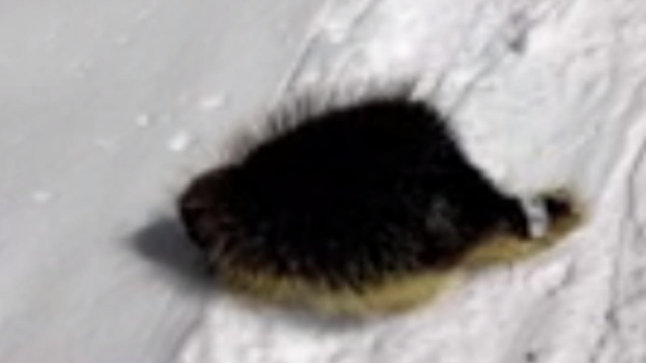 VIDEO: Friendly Porcupine Encountered At Loveland Ski Area, CO