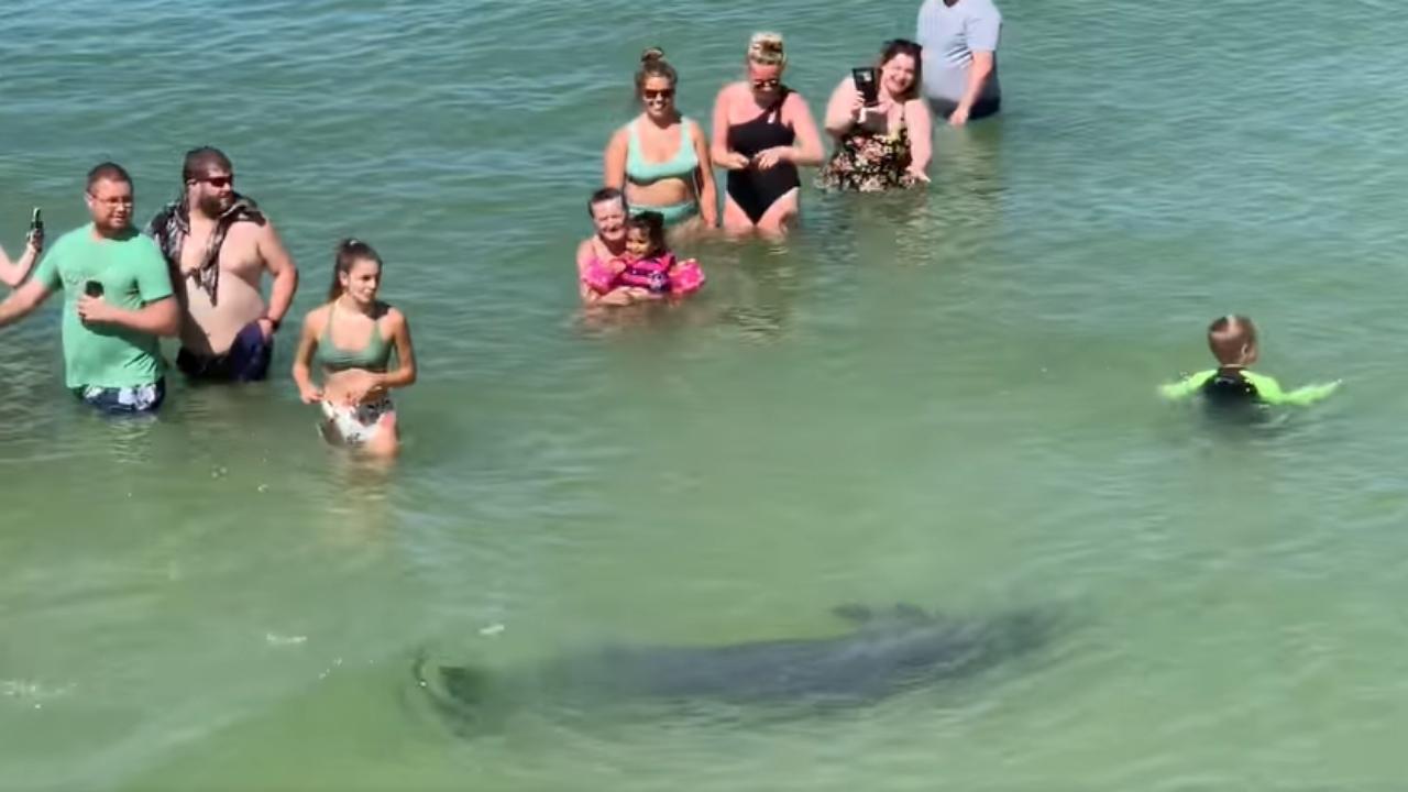 Playful Dolphin Circles Beachgoers (Watch)