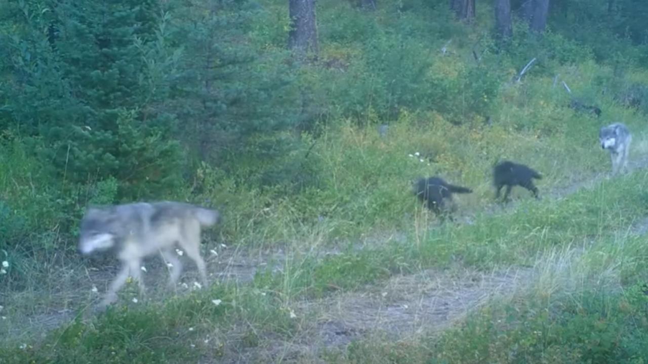WATCH: Montana Wolfpack (Including Pups) Spotted By Well Placed Trail Cam
