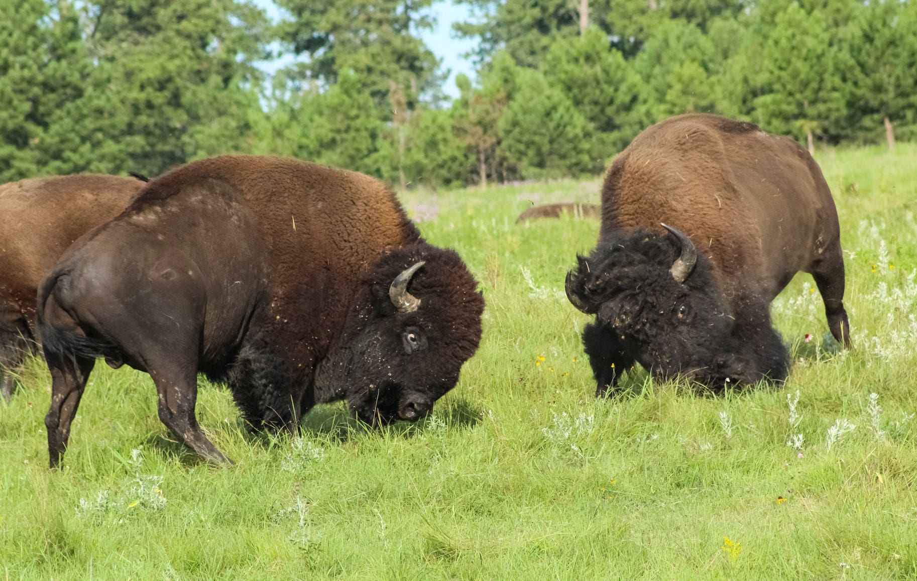 Woman Hospitalized After Bison Attack In Custer State Park, South Dakota