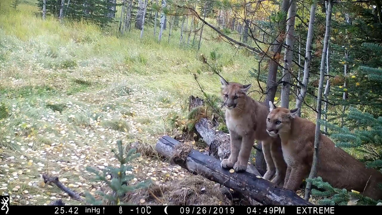 Mountain Lion Family Feasts On Deer (Watch)