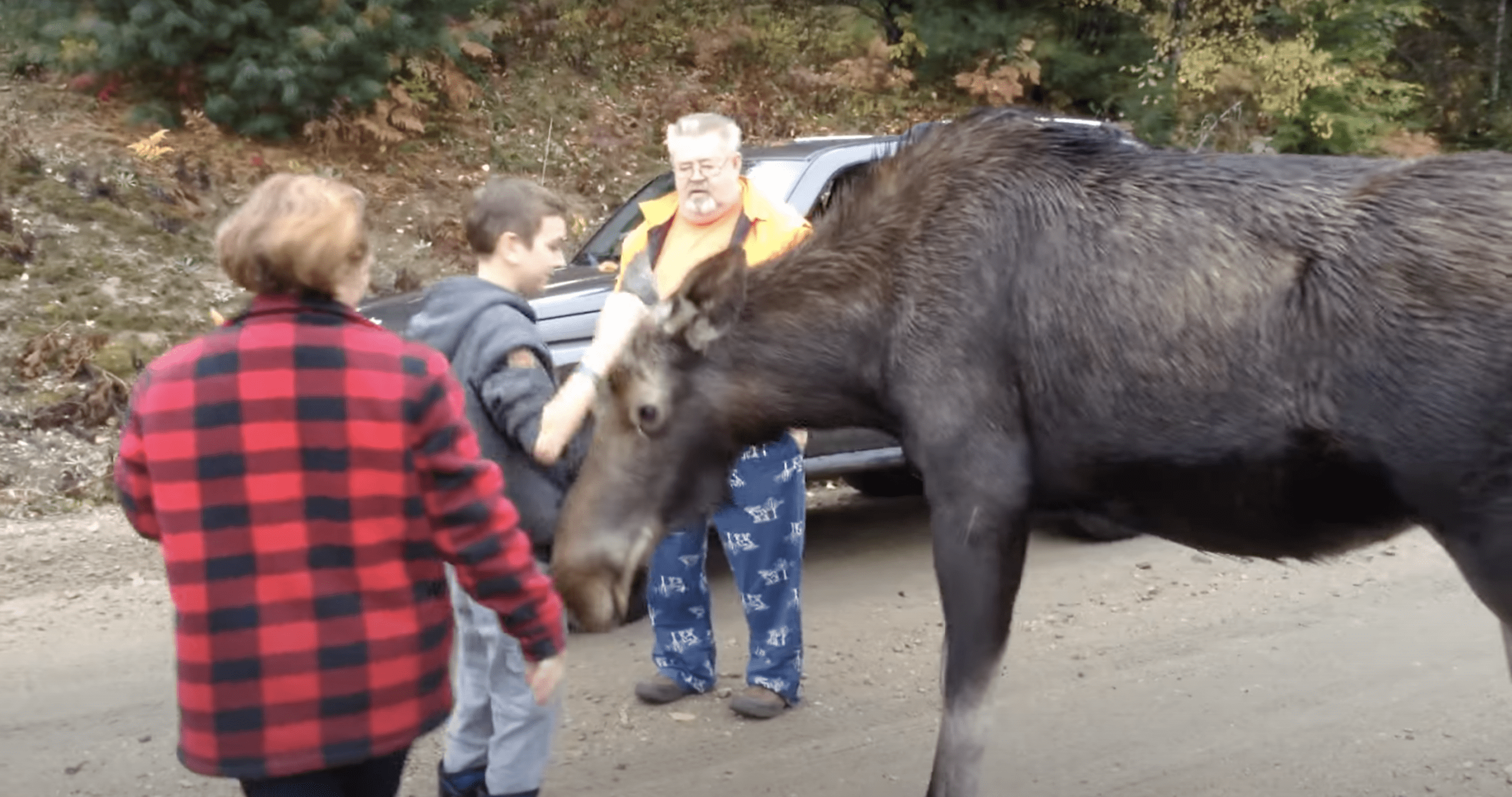 Ignorant Tourists Feed Wild Moose (Video)