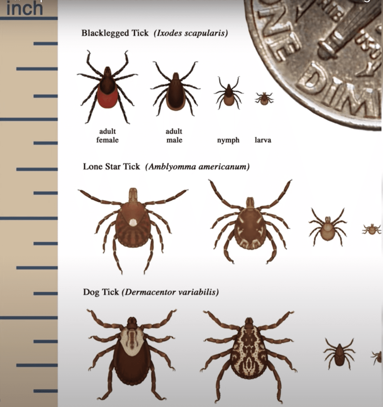 WATCH How To Avoid Ticks While Hiking Unofficial Networks
