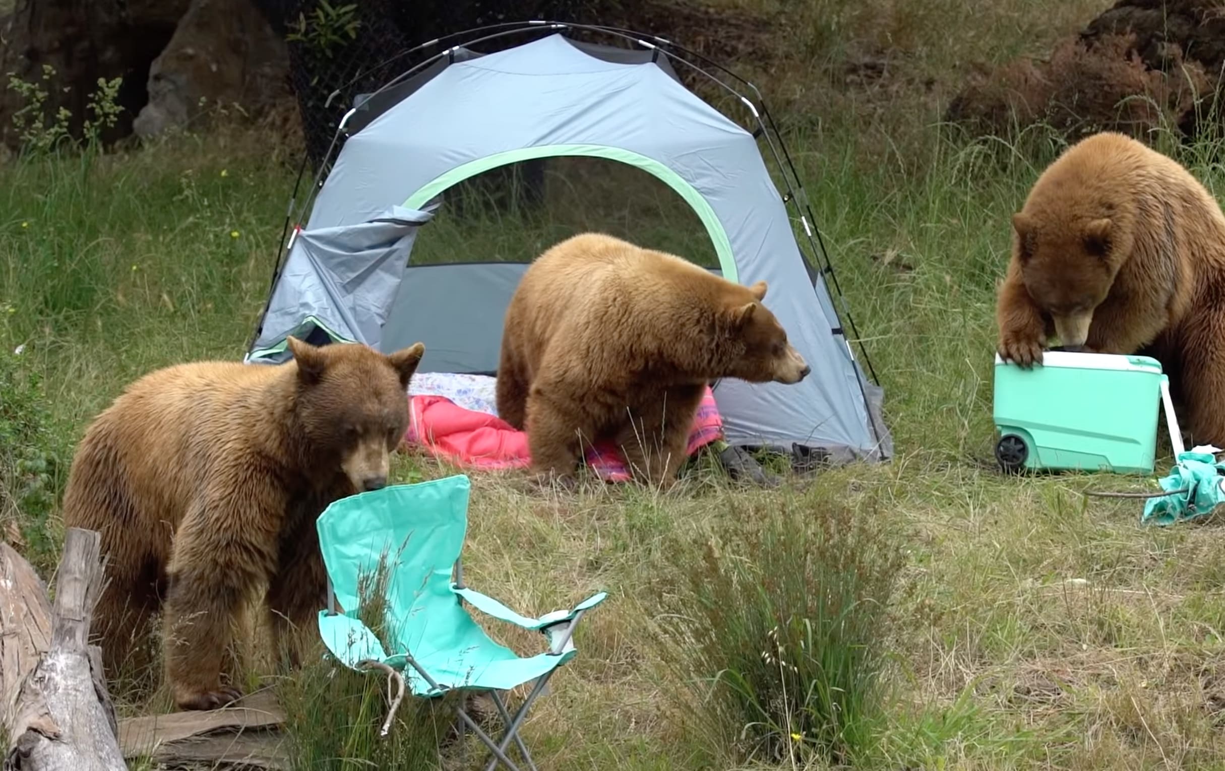 Oakland Zoo Sets Up "Mock Campsite" In Bear Habitat