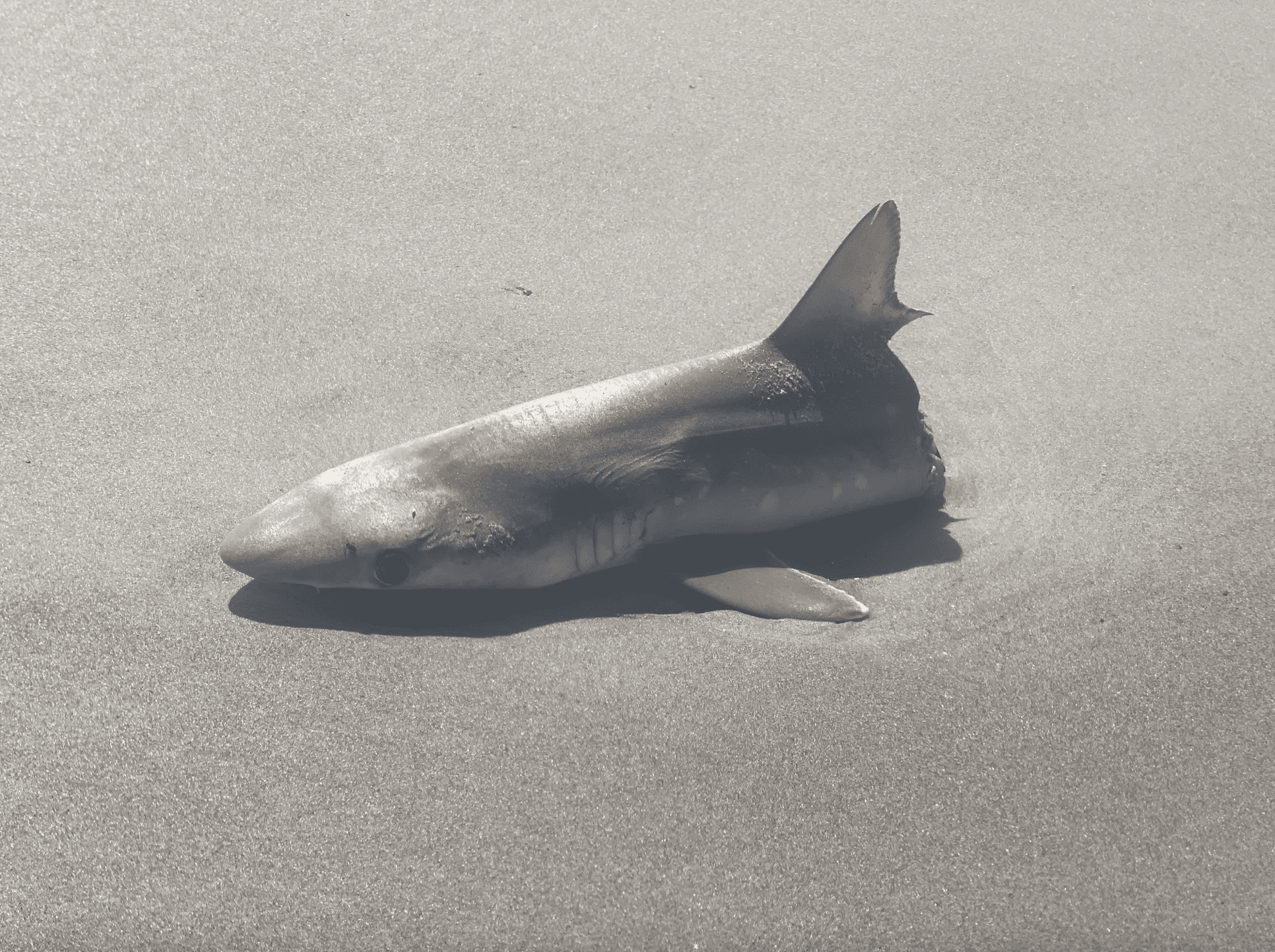 Front Half Of Shark Found Cleanly Separated On Canadian Island