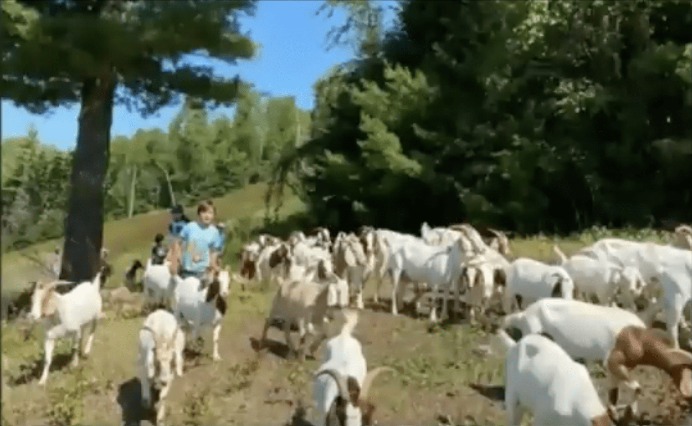 This Ski Resort Is Hiring A Goat Herder...?