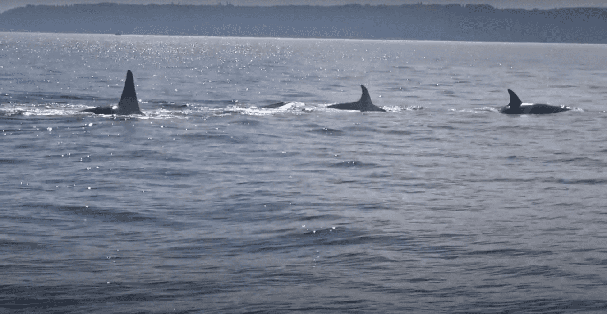 Collecting The Poop Of Killer Whales To Expand Conservation Efforts (Video)