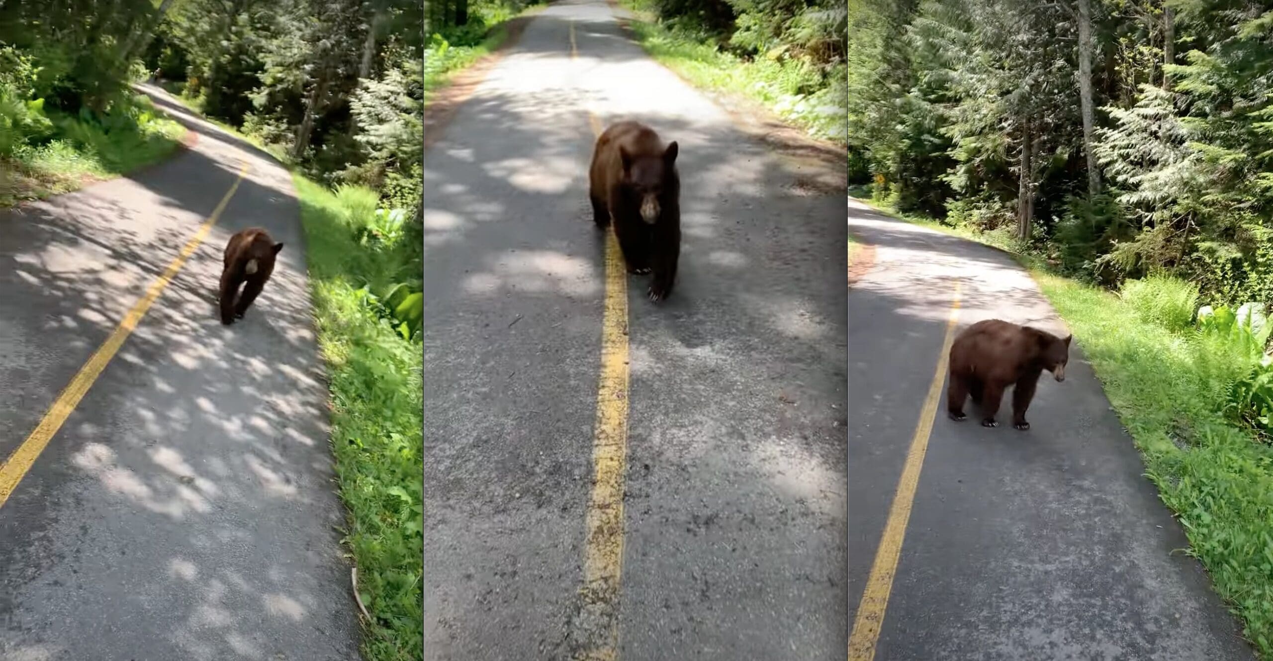 VIDEO: Black Bear Closely Pursues Hiker For 3+ Minutes