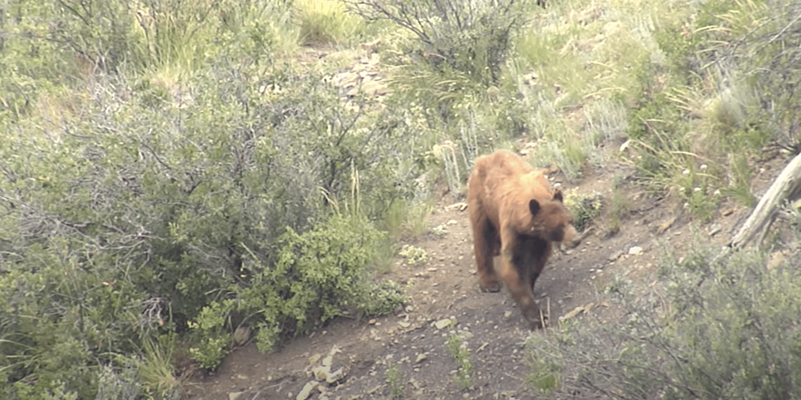 Popped Beachball Causes Bear 'Attack' In Colorado