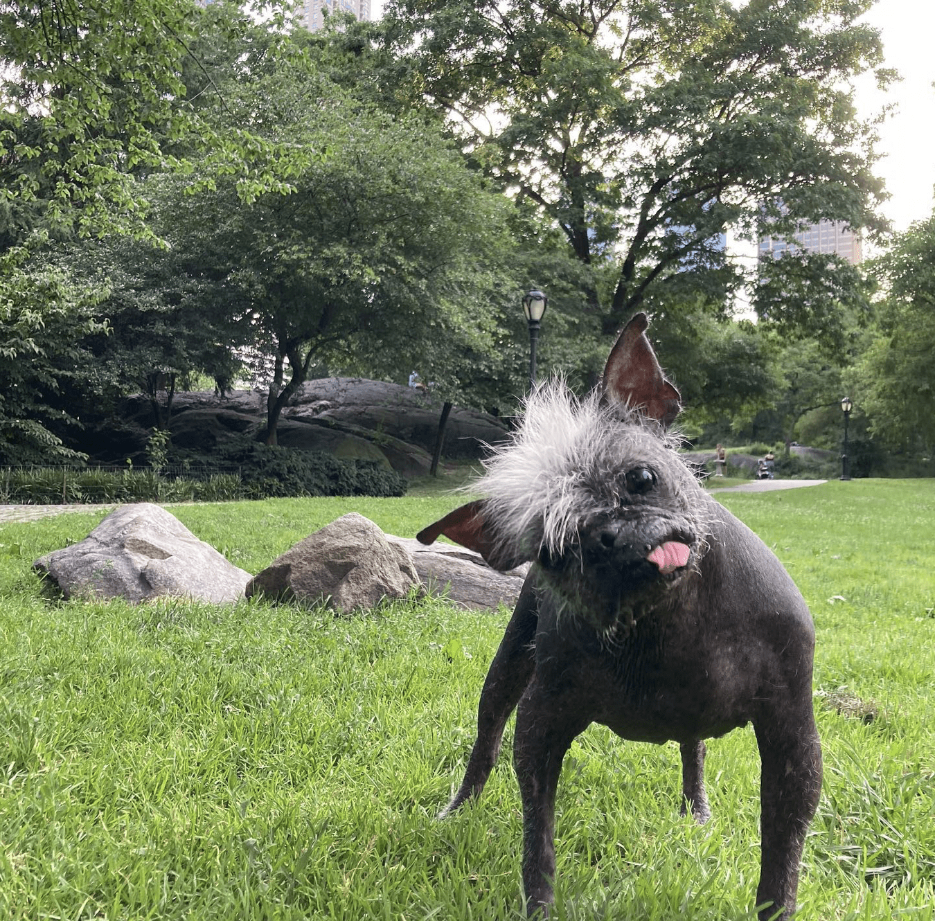 'Mr. Happy Face' Crowned World's Ugliest Dog
