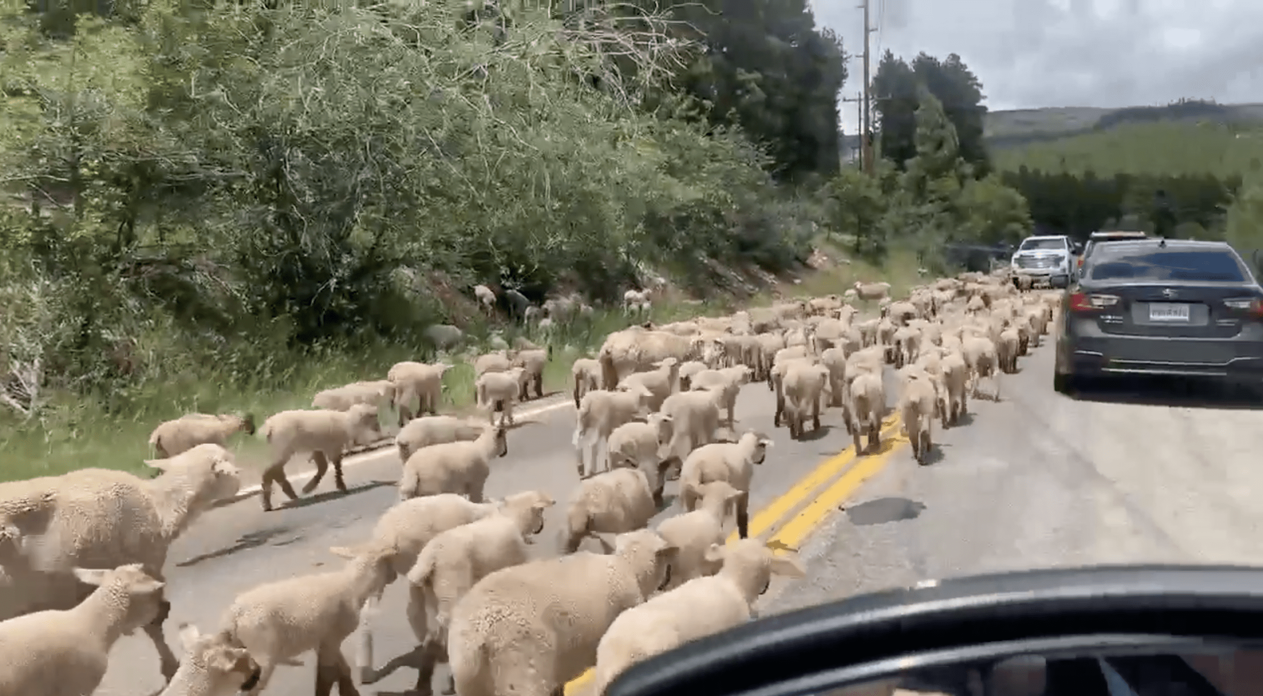 Massive Herd Of Lambs Cause Adorable Colorado Traffic Jam (Video)
