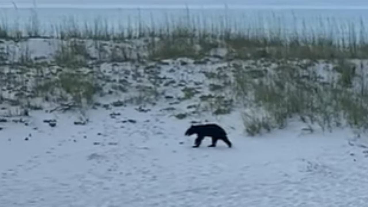 Bear Spotted Sprinting Across Florida Beach (Video)