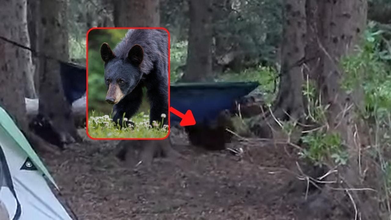 Aggressive Black Bear Pushes Camper Out Of Hammock, Causes Camping Ban (Video)