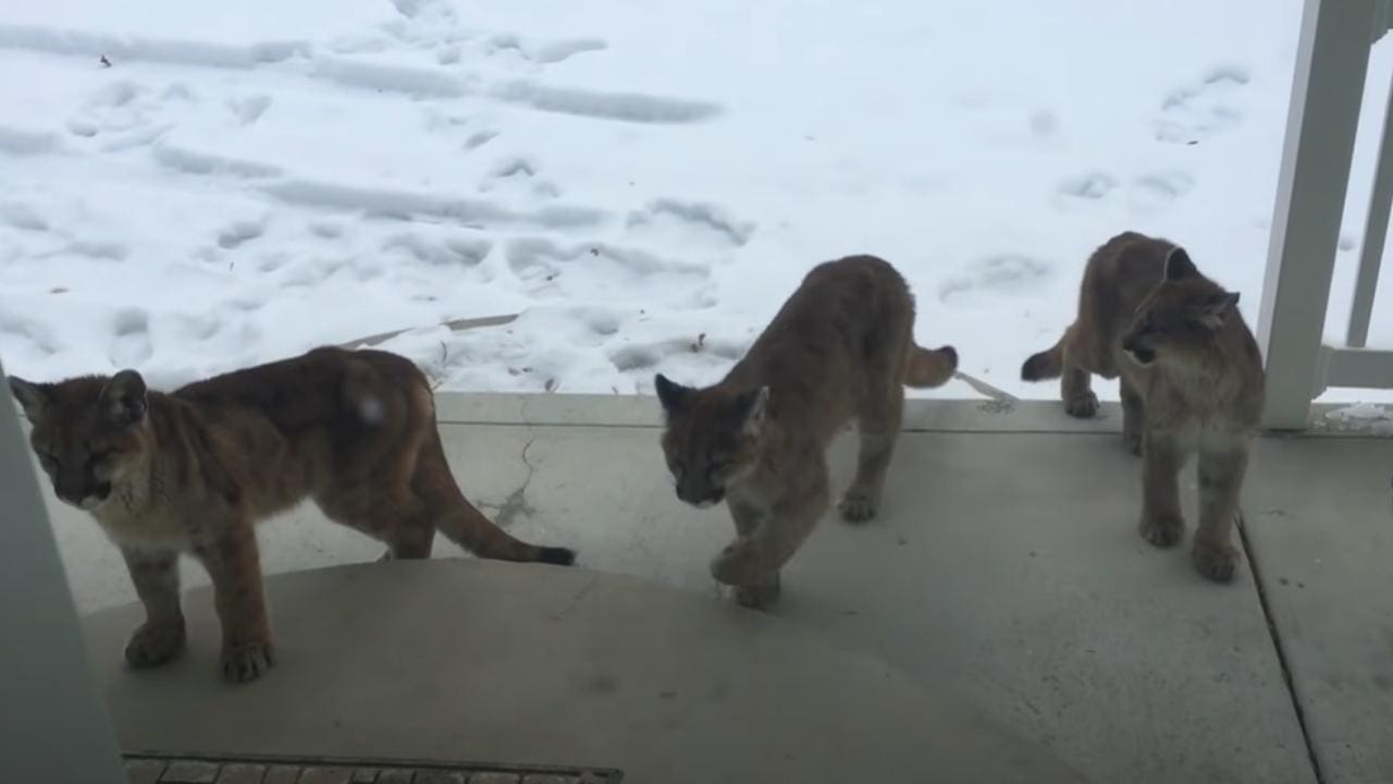 WATCH: Three Young Mountain Lions Walk On To Home's Porch