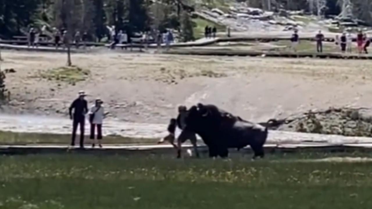 NEW VIDEO: Bison Slams Ignorant Tourists & Children