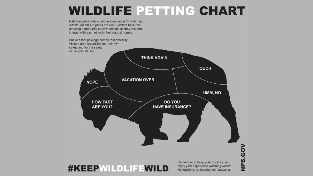 FUNNY: Bison Petting Chart