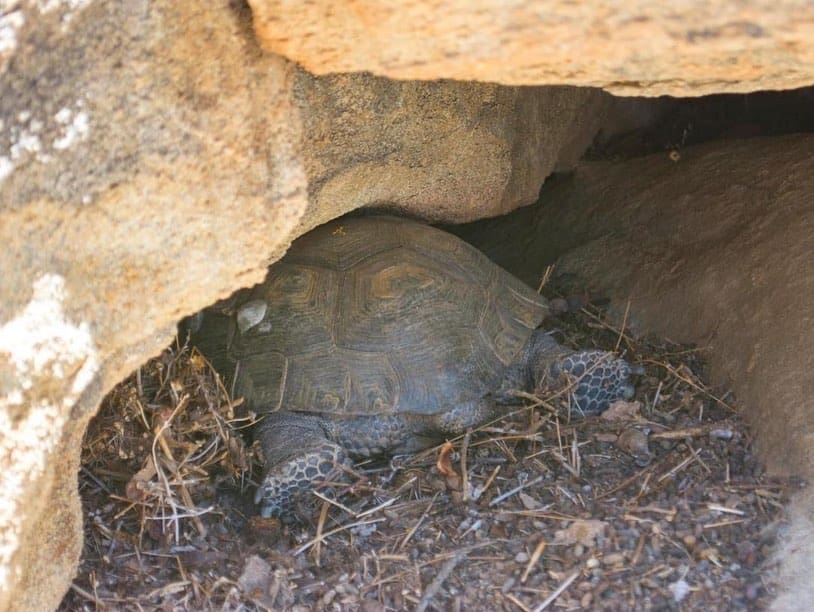 National Parks Service- ‘It’s Sploot Season’ | Unofficial Networks