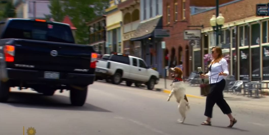 Introducing Dexter The Bipedal Dog From Ouray, CO