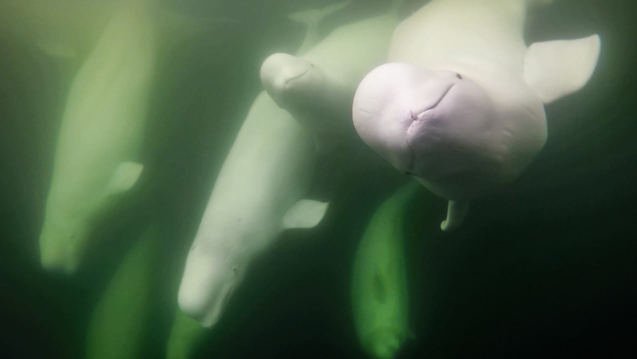 WATCH: Live Beluga Whale Web Cams