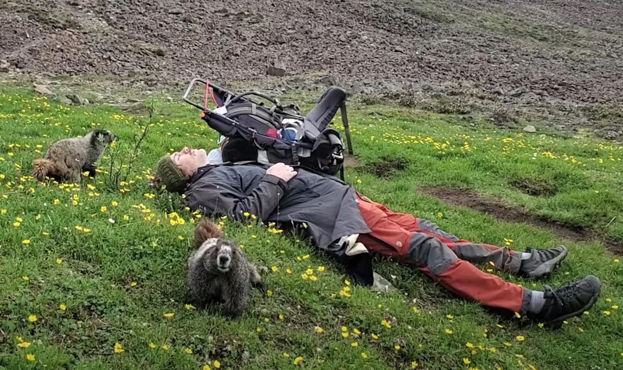 VIDEO: Marmots Use Exhausted Hiker As Salt Lick