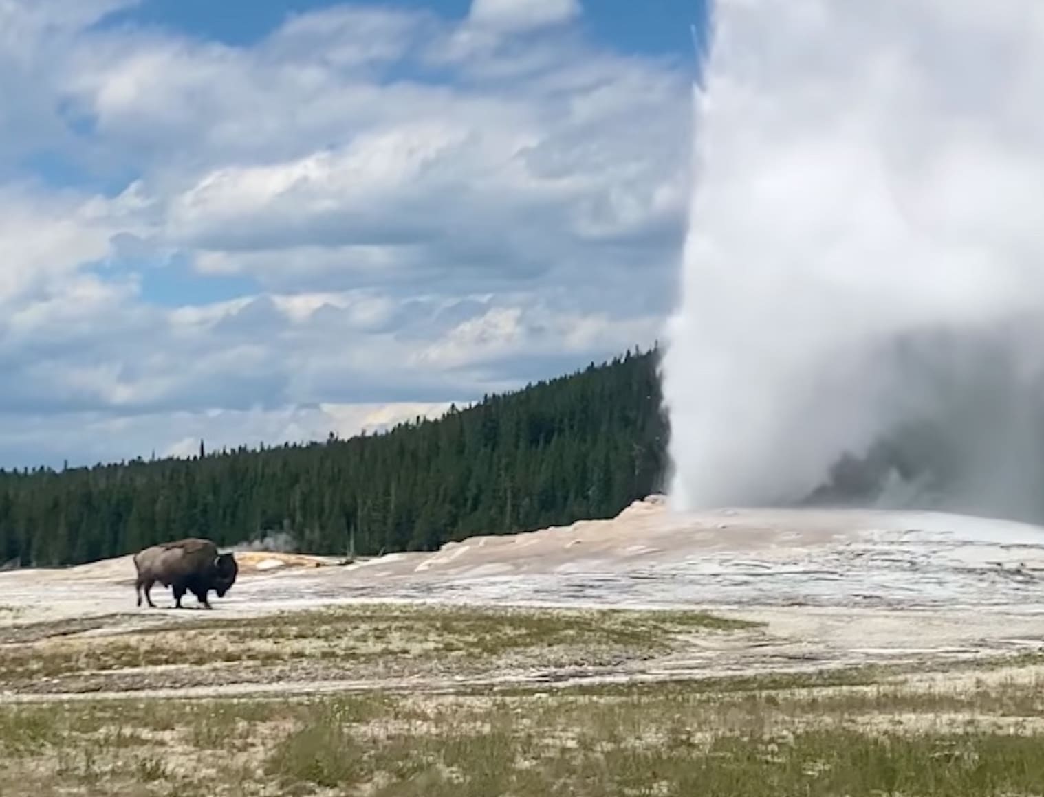 Bison Strikes Ridiculously Majestic Pose Next To Old Faithful