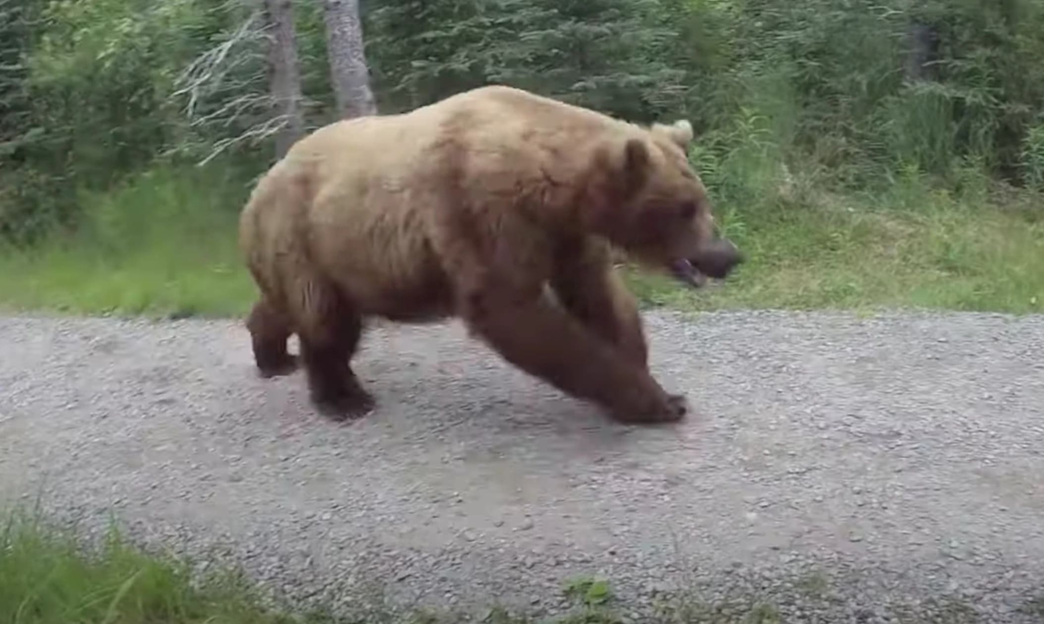 WATCH: Close Encounter With Grizzlies Sprinting On Alaskan Footpath