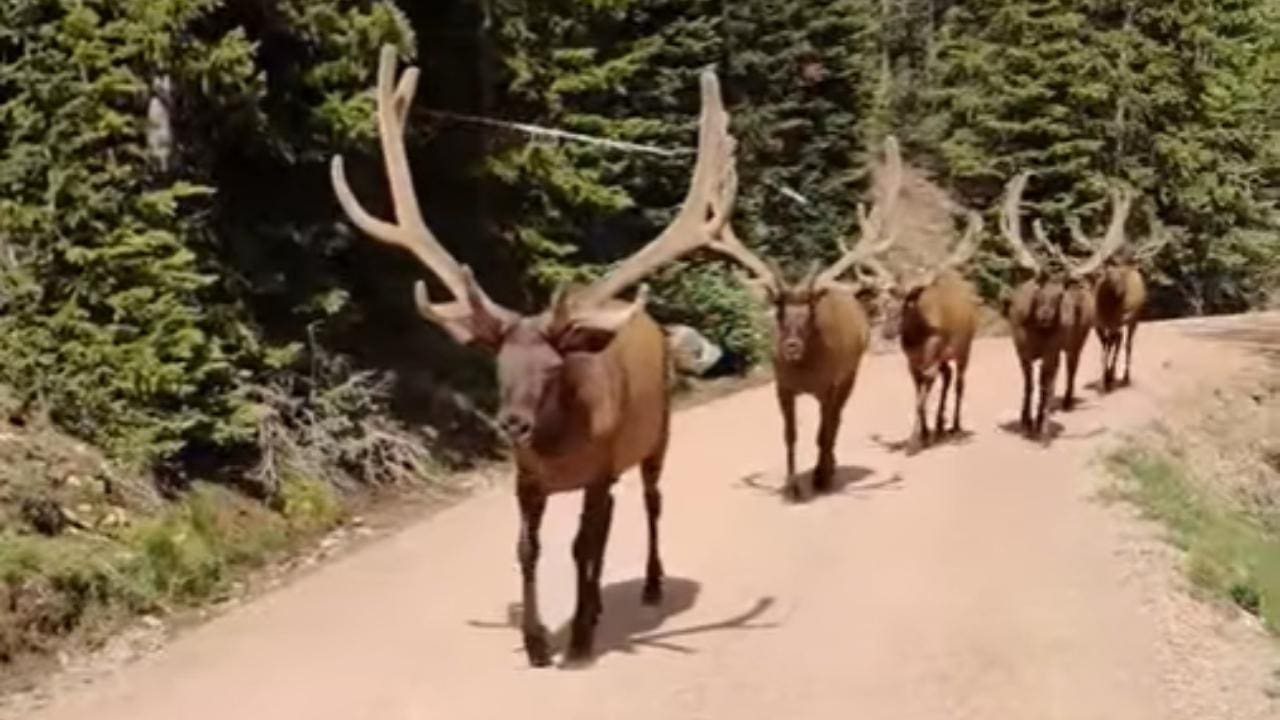 riding elk