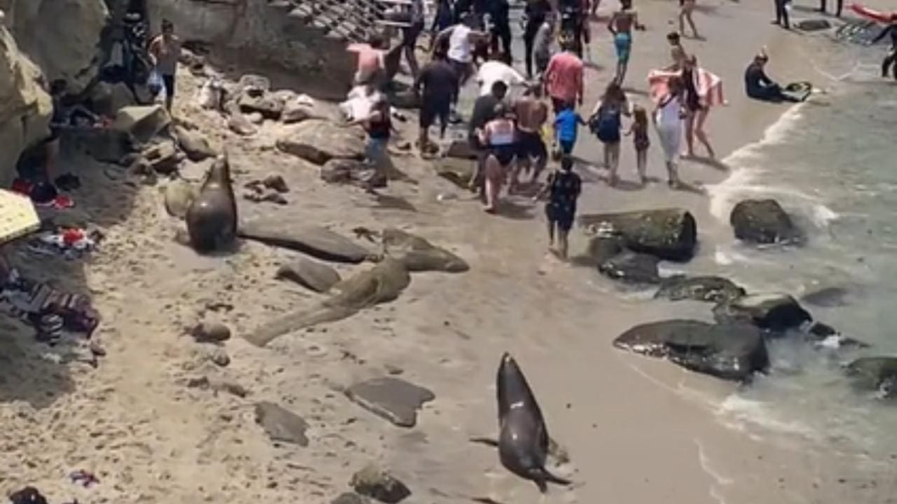 Angry Sea Lions Chase Beachgoers In California (Watch)