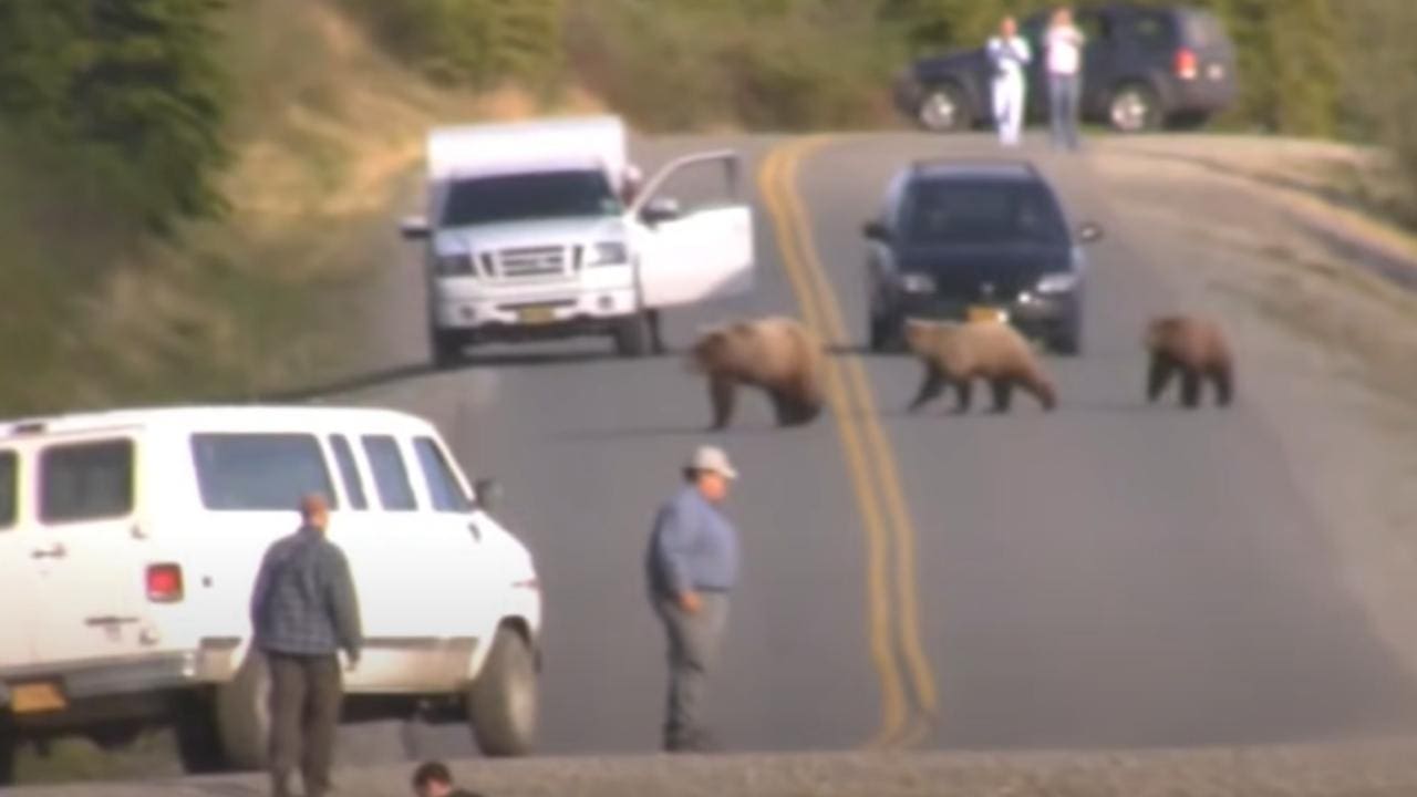Bears Chase Trespassing Hikers (Watch)