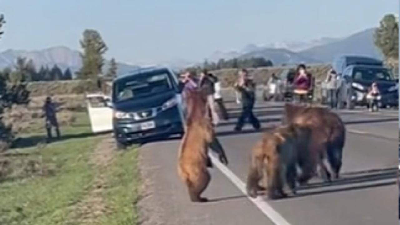 Boneheaded Vacationers Take Pictures Of Bear Family Crossing Road