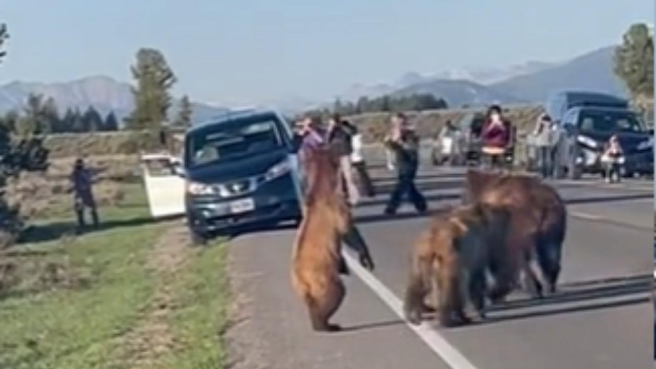 Boneheaded Vacationers Take Pictures Of Bear Family Crossing Road (Watch)