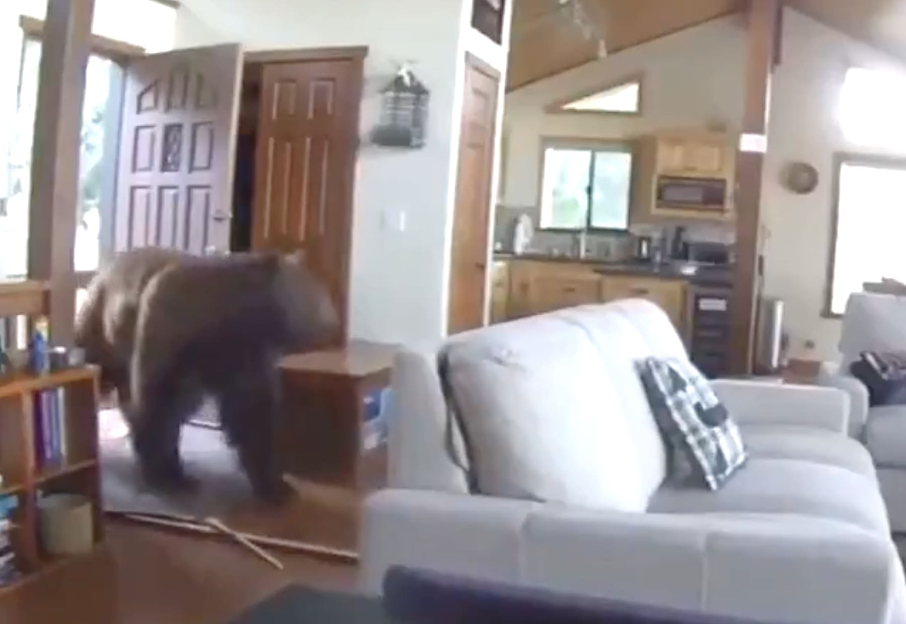 VIDEO Bear Busts Down Front Door Like It’s Nothing