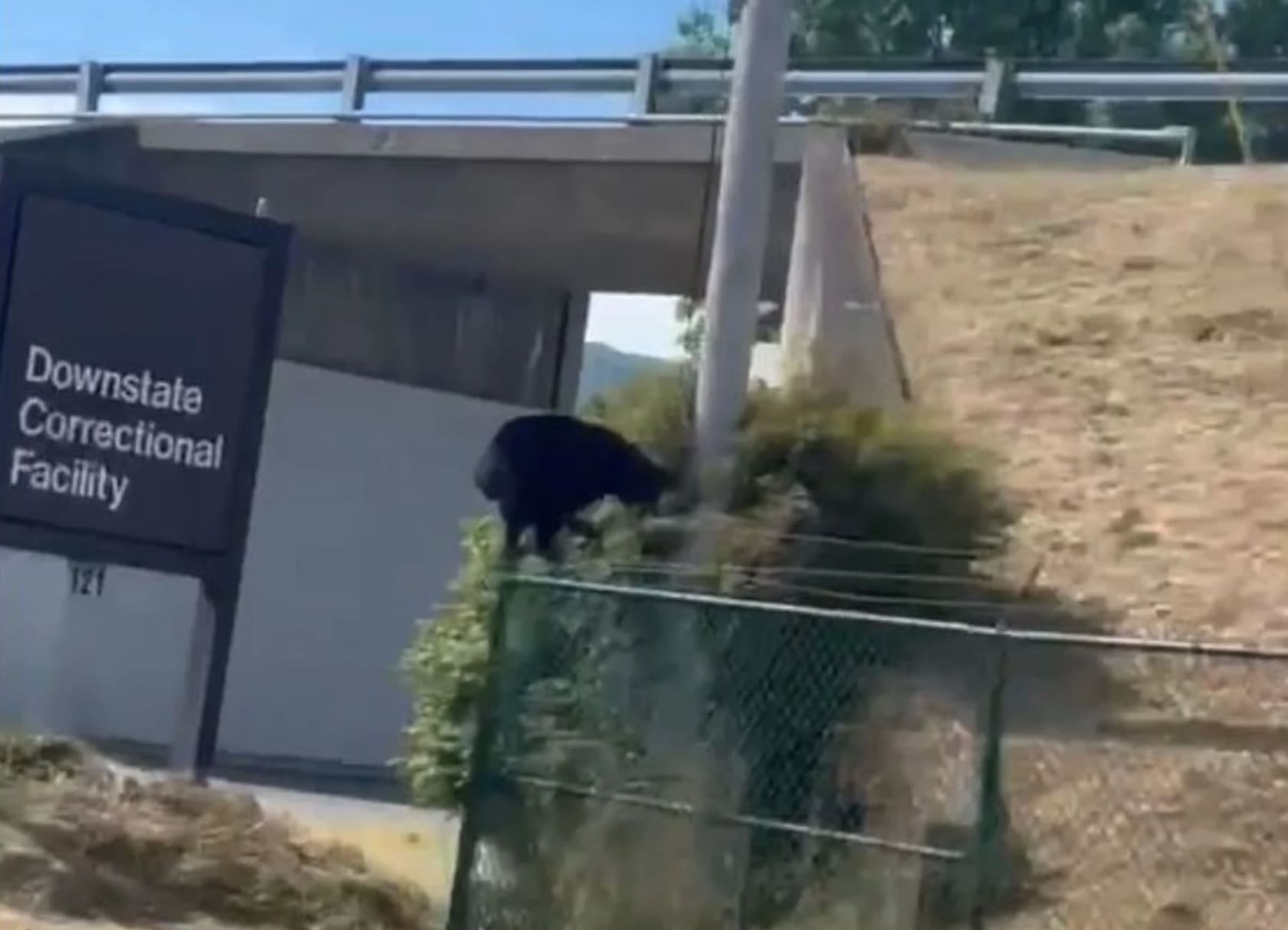 VIDEO: Bear Spotted Breaking Into New York State Prison