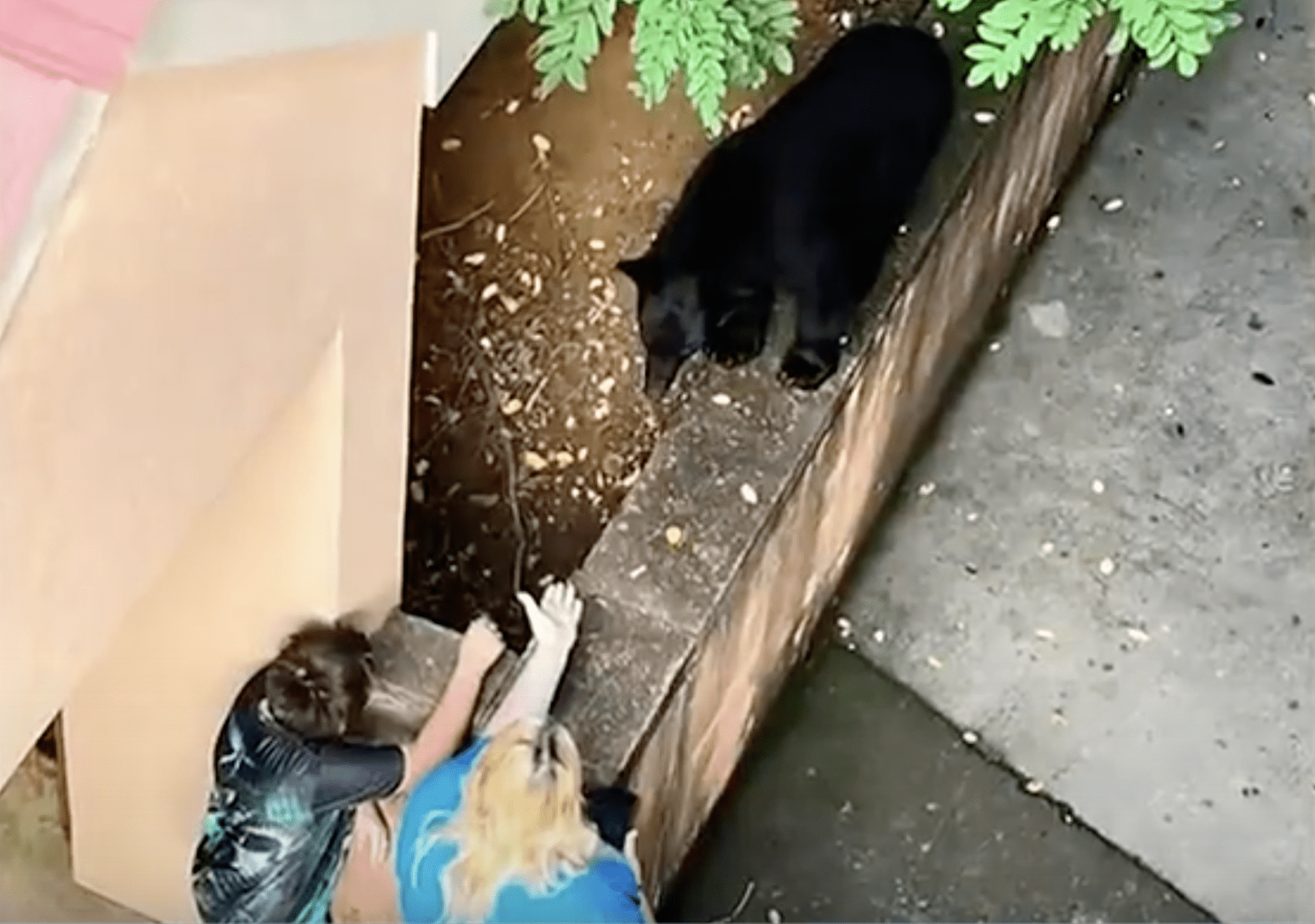 Brainless Hotel Guest To Be Kicked Out After Petting Black Bear