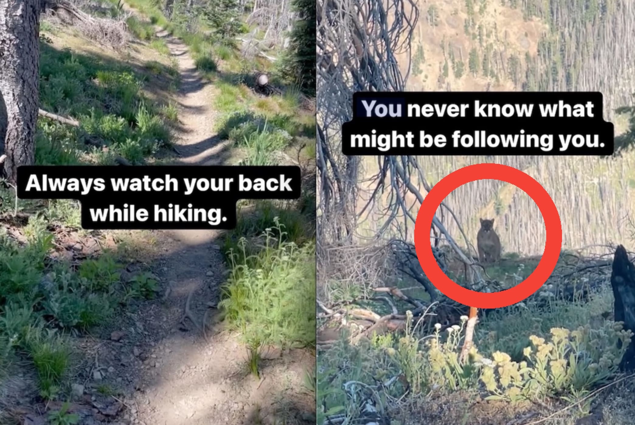 VIDEO: Washington State Hiker Realizes He's Not Alone