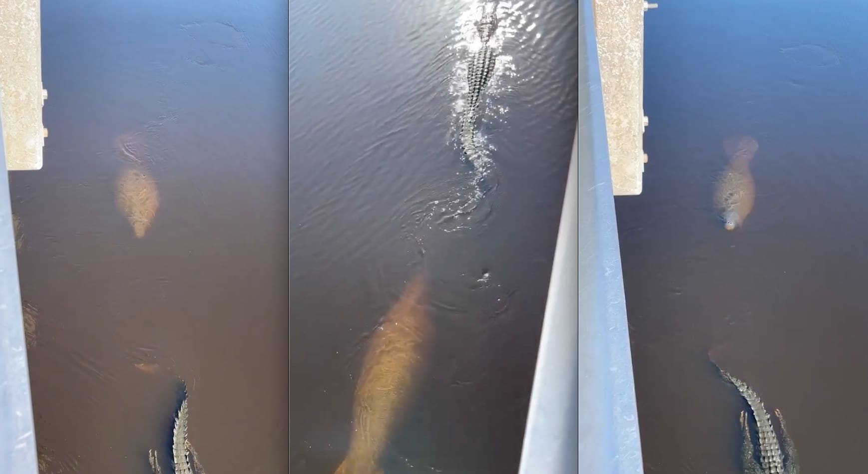 VIDEO: Fearless Manatee Chases Alligator in Florida State Park