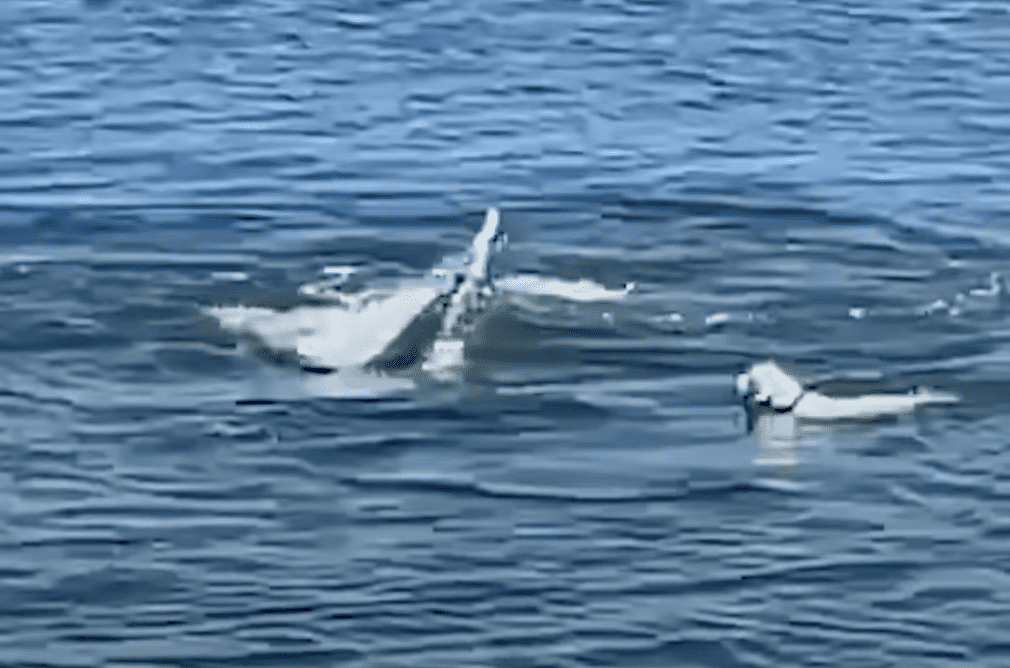 VIDEO: Dog Happily Swims With Whale While Ignoring Owner's Calls