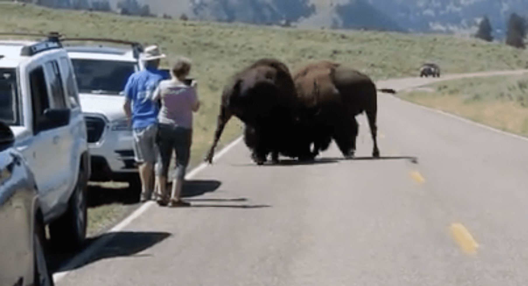 Tourists Without Common Sense Told To Back Away From Bison Battle (Video)