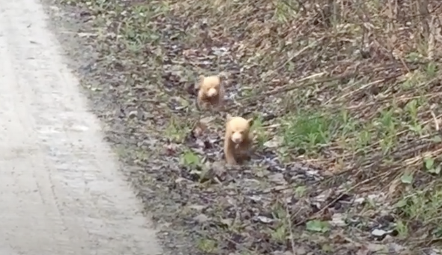 VIDEO: Adorable Black Bear Cubs Attempt To Charge Camera Man
