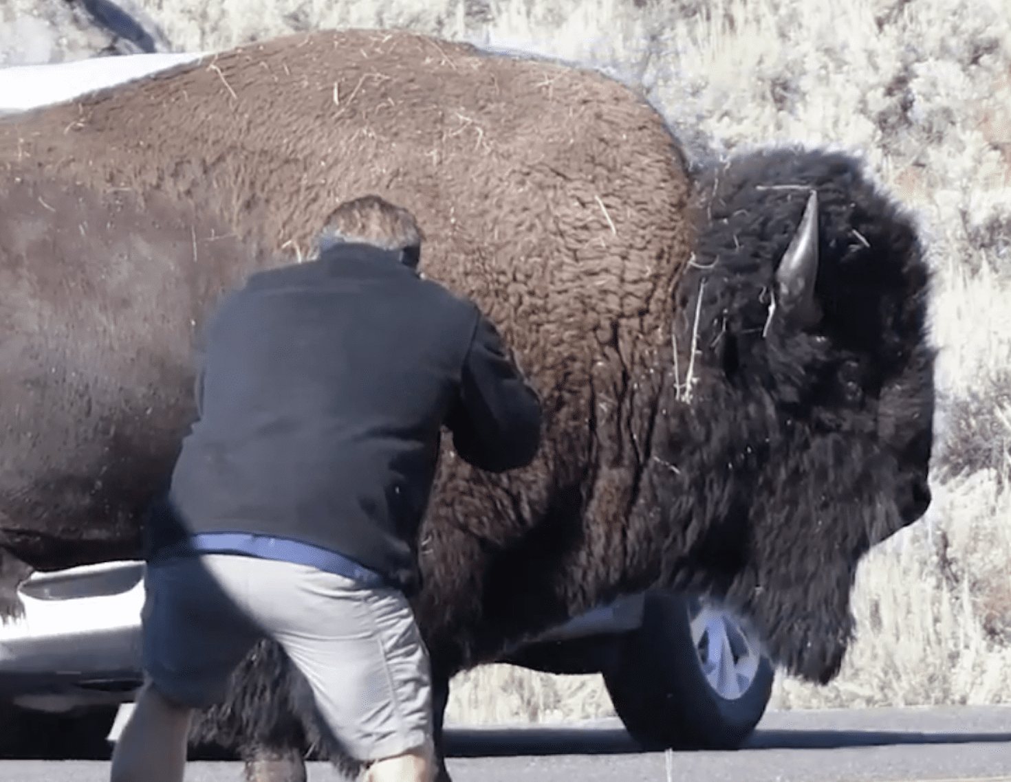 WATCH: Idiotic Tourists Approach Bison To Get Close Up Picture