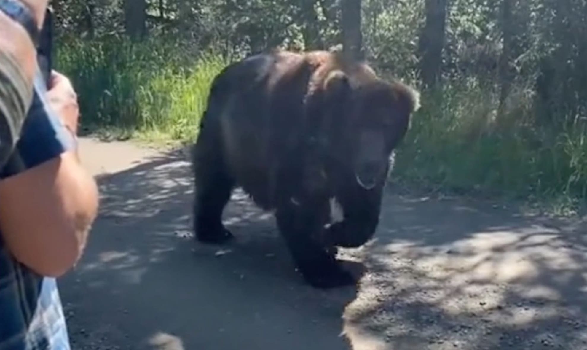 VIDEO: Seaplane Pilot Keeps Calm As Grizzly Bear Strolls Feet Away From His Passengers