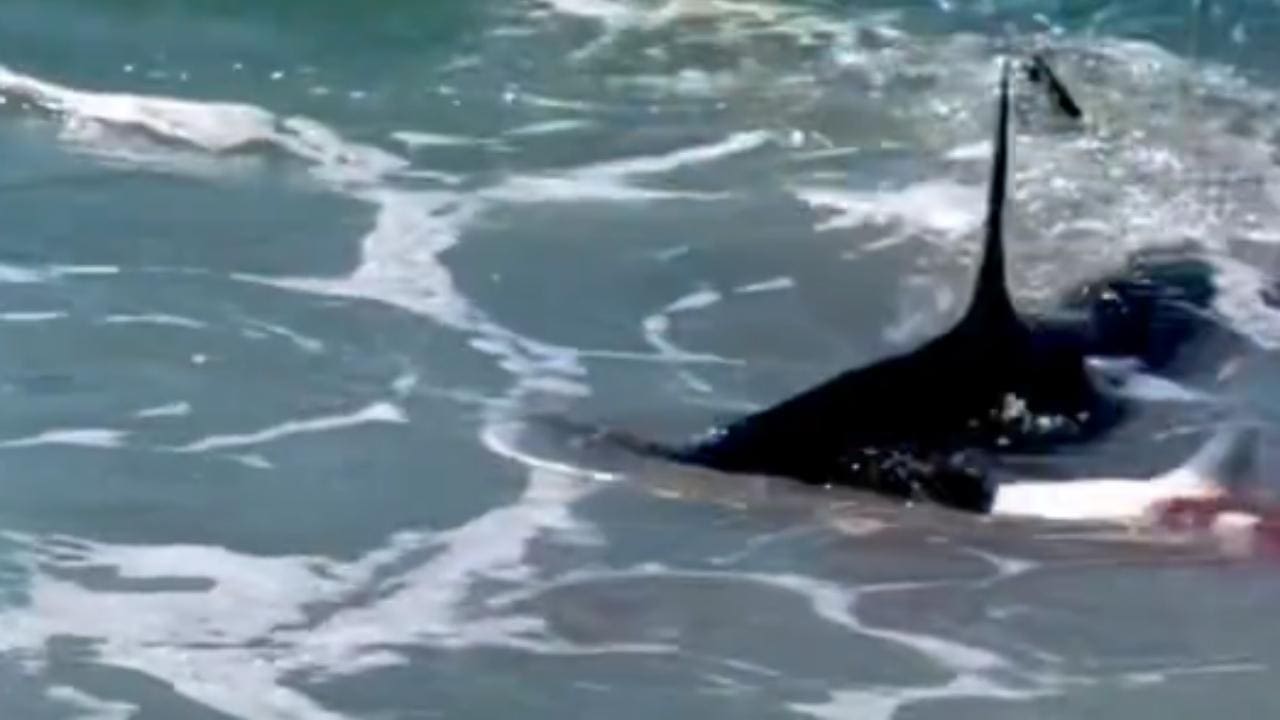 WATCH: Hammerhead Shark Feeding In Shallow Waters