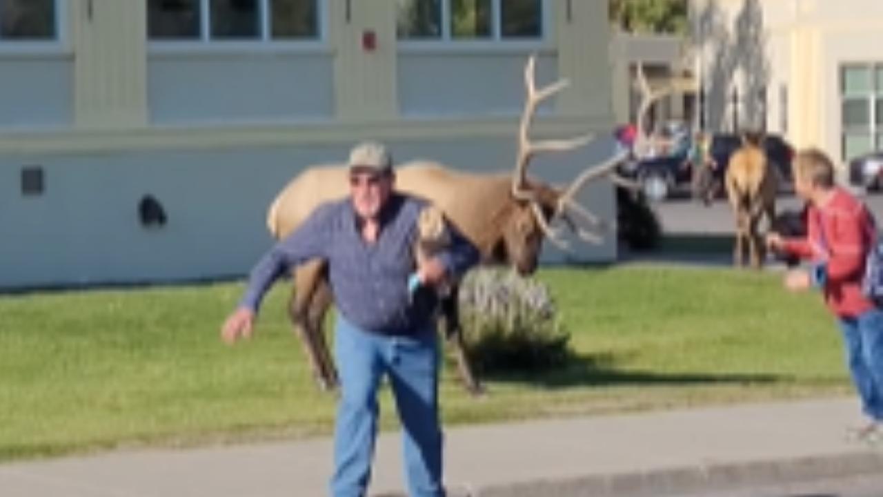 Elk Rushes At Bozos Trying To Take Selfie (Watch)