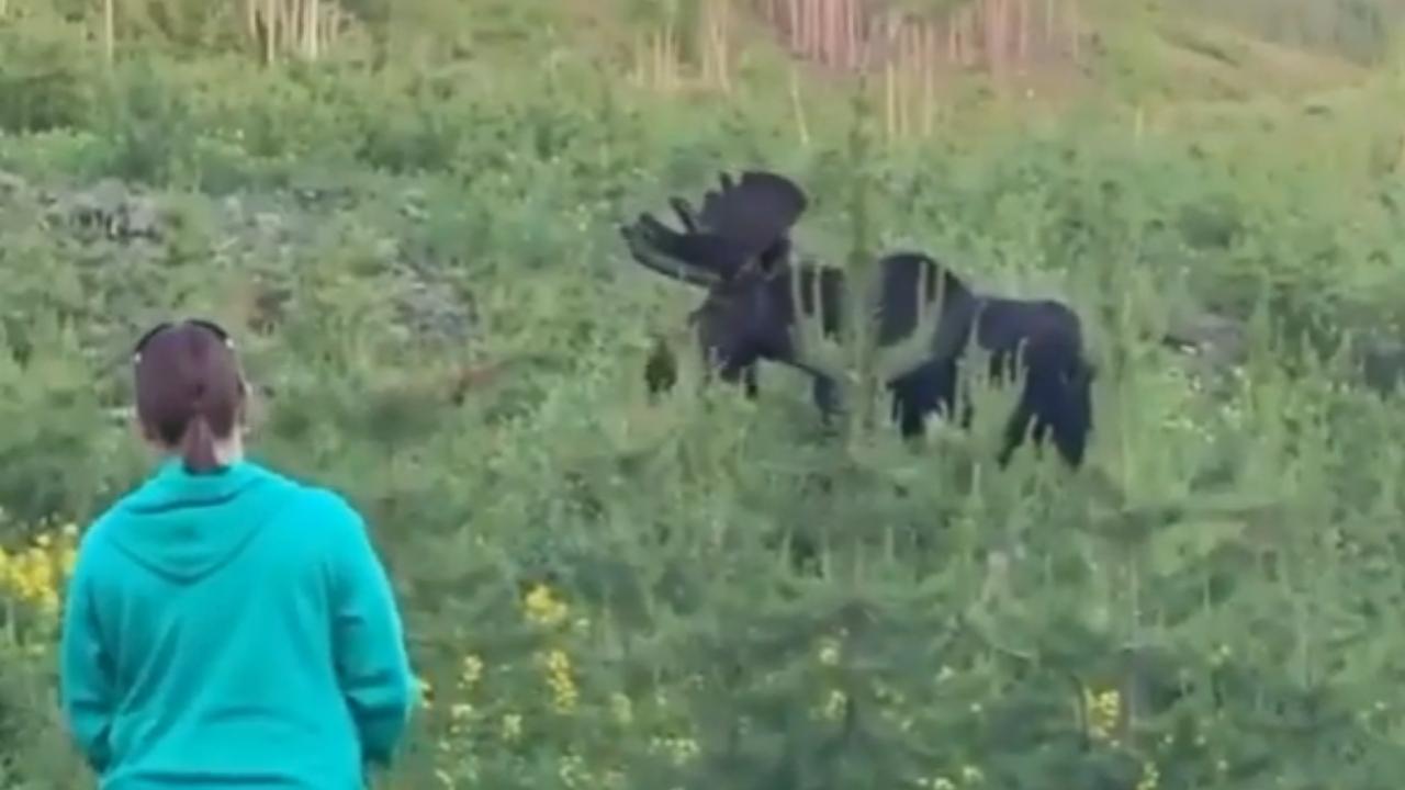 Arrogant Tourist Thinks She Can Pet Huge Bull Moose (Video)