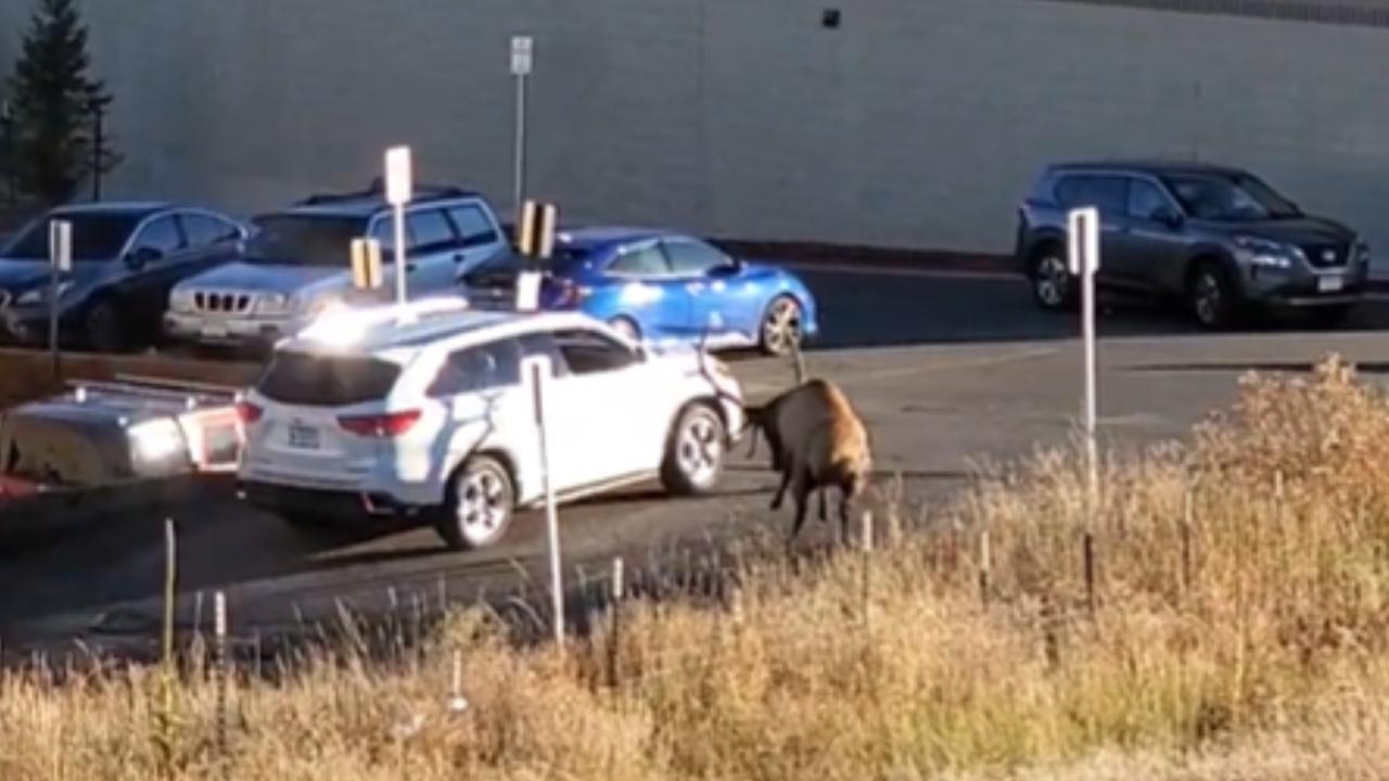 Elk Batters Irritating Tourist's Car (Video)