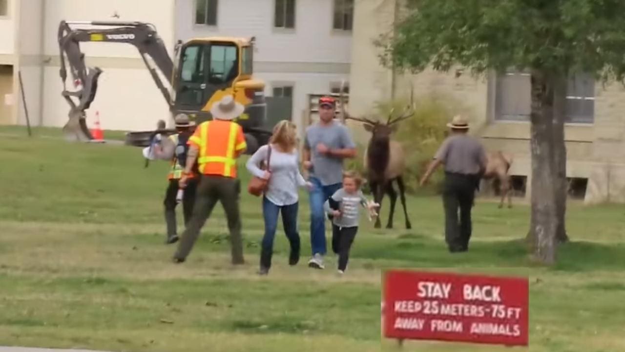 Park Rangers Rescue Tourists Who Got Too Close To Elk (Watch)