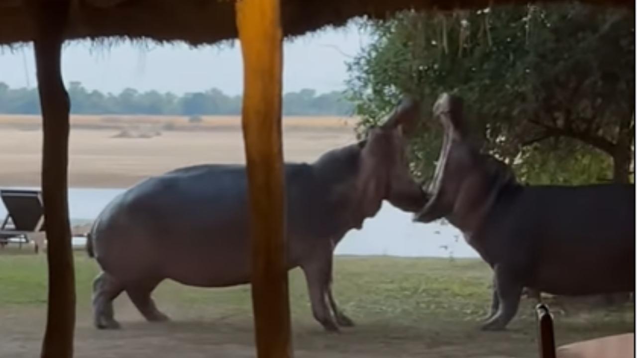 Did You Know Hippos Poop While They Fight? (Video)